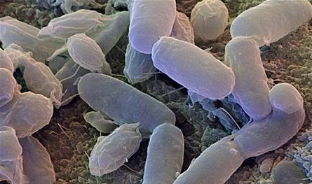 كيف تؤثر البكتيريا المنزلية على الصحة؟