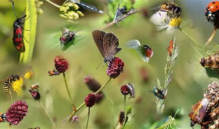  العالم مهدد بكارثة بشرية.. تقرير يتحدث عن تراجع انتشار الحشرات