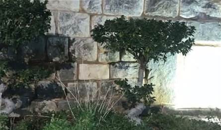 هذه حقيقة ظهور نور من قبر القدّيسة رفقا في جربتا!