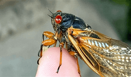 بالفيديو.. كارثة تهدّد البشرية بسبب الحشرات