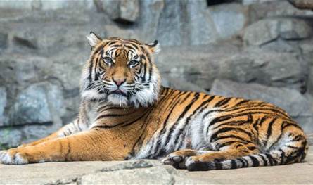 في الهند.. وفاة امرأة وإصابة طفل بهجوم نمور!