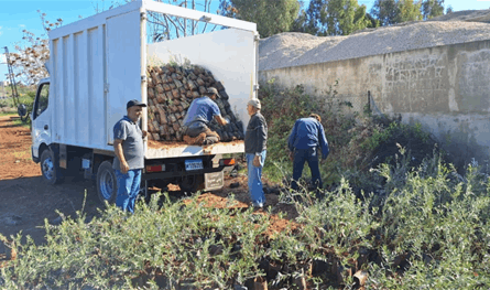 وزارة الزراعة تطلق برنامج توزيع غراس الزيتون مجانًا لدعم المزارعين