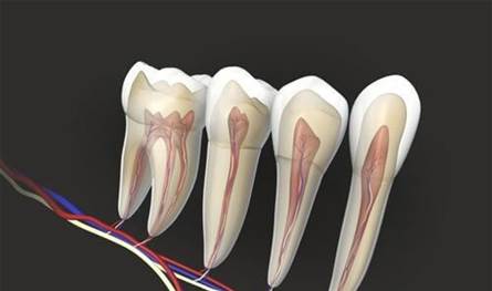 علاج عصب الأسنان.. كيف يساهم في صحة القلب؟ 