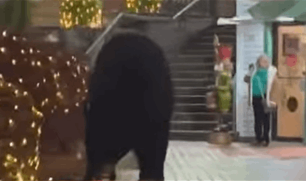 ذعر في أجواء الأعياد.. دب أسود يقتحم سوق عيد الميلاد (فيديو)