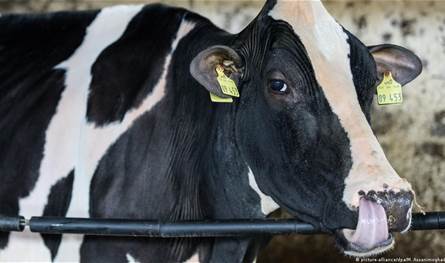 التحقيق جارٍ... رصد أول حالة لفيروس &quot;اللسان الأزرق&quot; بين الأبقار!