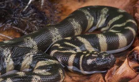 العثور على نوع أحفوري جديد من الثعابين يعود إلى 37 مليون سنة