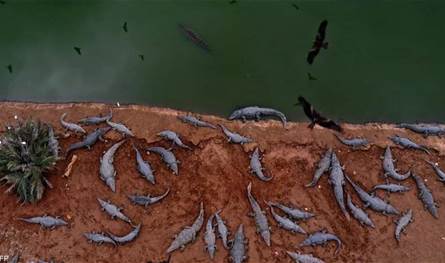 &quot;مجزرة التماسيح&quot; في الضفة الغربية.. واسرائيل تكشف الاسباب 