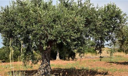 حريق كبير يلتهم كروم الزيتون بين باريش ومعروب