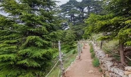 لثلاث سنوات.. ياسر نعمة رئيسًا للجنة محمية أرز تنورين بالتزكية