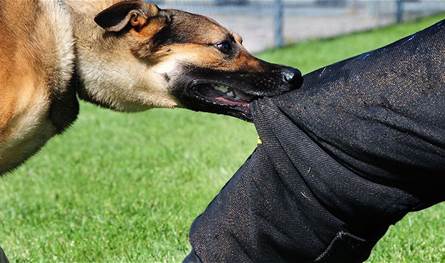 ضبط شخص تعدى على كلب ضال بالقاهرة بعد انتشار فيديو على مواقع التواصل