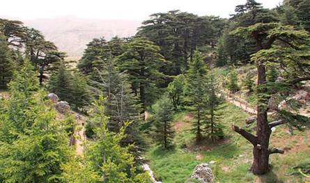 انتخاب اللجنة التنفيذية لإدارة محمية غابة أرز تنورين الطبيعية