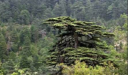 تعاون ثلاثي لحماية الطيور المهاجرة وتعزيز المحميات الطبيعية في لبنان