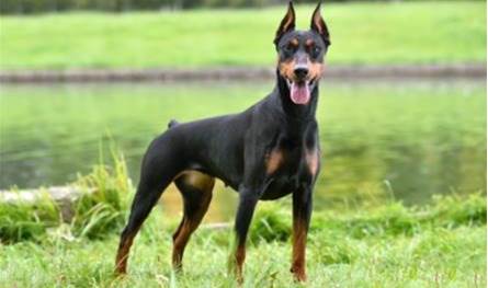 أيقظه في الوقت المناسب.. كلب ينقذ صاحبه من حريق!