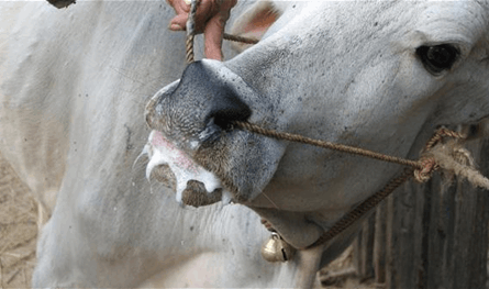 مرض &quot;الحمى القلاعية&quot; يضرب مزارع المواشي في لبنان.. وبيان يكشف
