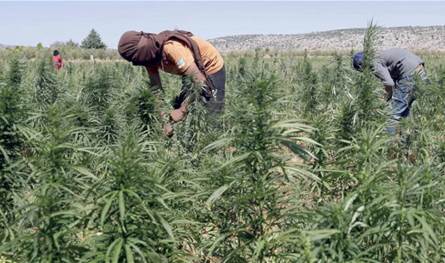 شكوى من إنقطاع  &quot;الحشيشة&quot; 