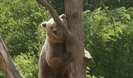 في حديقة سفاري.. دب يهاجم حارسه خلال عرض! (فيديو)