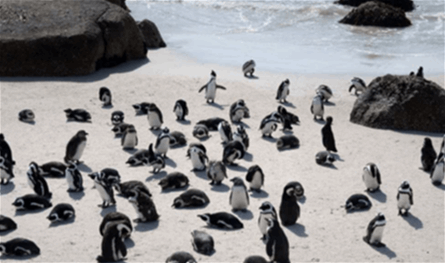 تحذير من انقراض وشيك.. 60 ألف بطريق نفقت جوعاً  