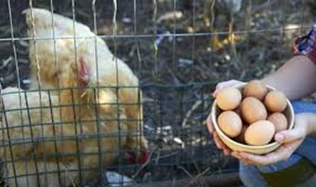 بيض ملوّث بالسالمونيلا يغزو أسواق كاليفورنيا!