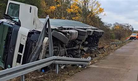 بعد حادث انقلاب شاحنة.. آلاف الدجاجات تتجول بحرية في المانيا