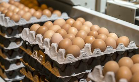 تحذير في أميركا.. البيض ملوث بالسالمونيلا