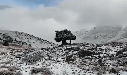 بالفيديو.. الثلوج وصلت إلى لبنان