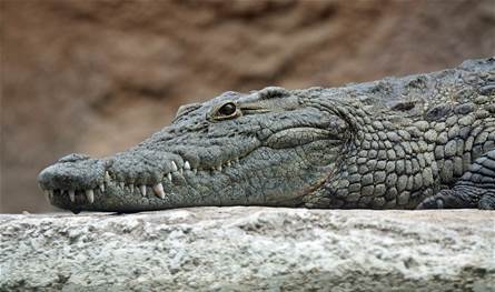 تمساح يثير الذعر في مصر… والمفاجأة في طوله!