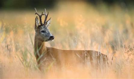  رغم خطر الانقراض... لحم الغزلان يجتاح موائد العراقيين