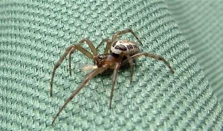 عنكبوت خطير جدّاً... تحذير عاجل في بريطانيا من &quot;الأرملة الكاذبة&quot;