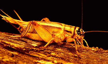 الحشرات التي تتغذى على الجزيئات البلاستيكية الدقيقة تنمو إلى أحجام هائلة