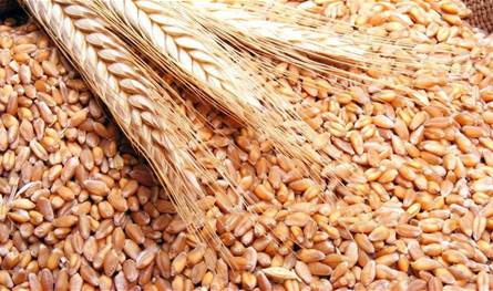 في هذا الشهر.. الولايات المتحدة ضاعفت مشترياتها من الحنطة السوداء الروسية 