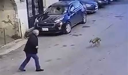 هجوم كلب على رجل مسن في الكورة.. هكذا انتهى