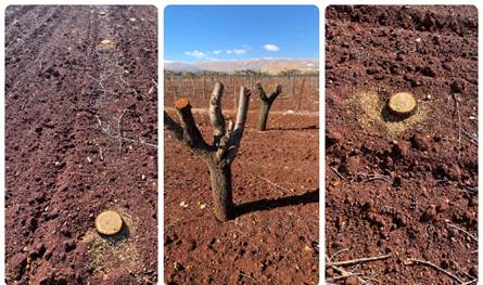 قطع مئات أشجار اللوز في حدث بعلبك