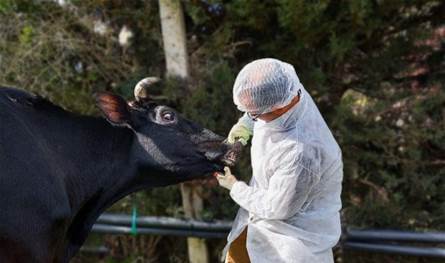 لبنان يواجه تفشّي "الحمّى القلاعية"… خلية أزمة وتحركات ميدانية