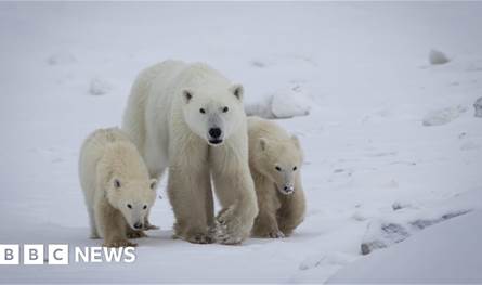 أمومة غير متوقعة في القطب الشمالي