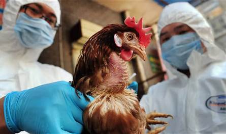 إنفلونزا الطيور تهدد العالم: 48 ساعة فاصلة للحد من الجائحة المحتملة!