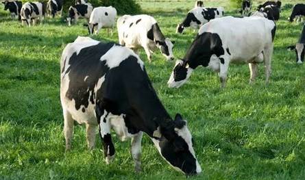 إجراءات صارمة وشفافية في استيراد الأبقار