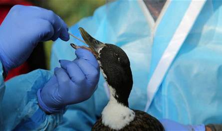 هل يمكن أن يتسبب إنفلونزا الطيور بجائحة عالمية جديدة؟ 