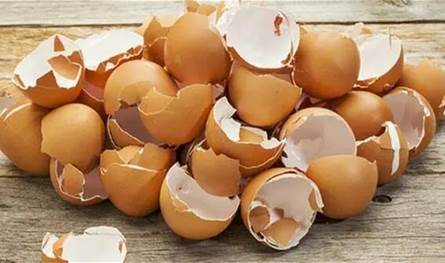 غشاء قشر البيض.. كنز خفي للبشرة والشعر وصحة العظام