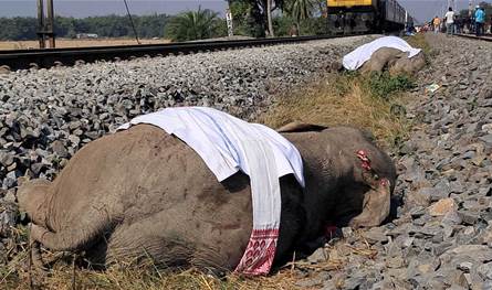 حادث مأساوي في الهند.. 7 أفيال تُقتل إثر صدام مع قطار