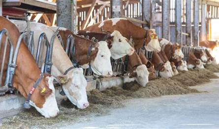 وزارة الزراعة تواصل حملة تحصين الأبقار ضد داء الحمى القلاعية.. اليكم حصيلة اليوم الثالث 