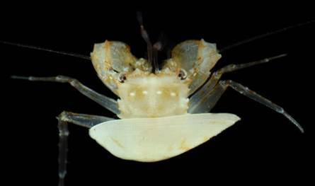 رحلة إلى عالم صامت تكشف عن كائنات مجهولة