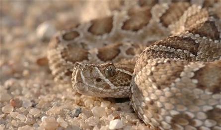 حادثة مرعبة… ثعبان سام يلتف حول ساق امرأة داخل حذائها (صورة)