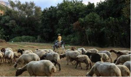 بعد ارتفاع الطلب عليها.. هكذا أصبحت أسعار المواشي قبيل العيد