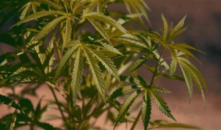 عملية نوعية… ومستودع كبير للماراغوانا في بعلبك