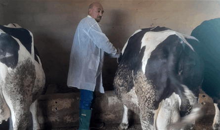 حملة تلقيح وطنية للماشية للحد من انتشار مرض الحمى القلاعية