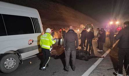 هربت من المزرعة وانتهت بالمأساة.. نفوق خيول عربية أصيلة وإصابات في تركيا (فيديو)