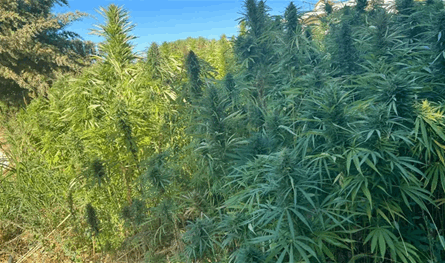 الهيئة الناظمة لزراعة القنب: العمل مستمر لإنجاز الأطر التنظيمية