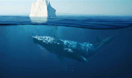 اكتشاف علمي يفاجئ الباحثين: الحيتان الحدباء تسمع أصواتًا أعلى مما كان يُعتقد