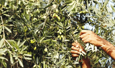 إسرائيل تُزيل 6300 شجرة زيتون في الضفة الغربية