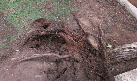 بالصور.. الرياح تقتلع شجرة في الصنائع